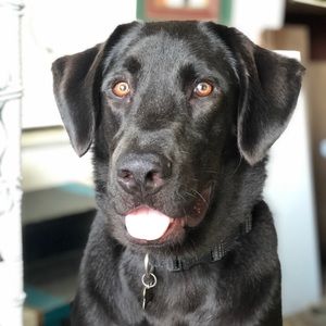 Meet your Posher, Logan